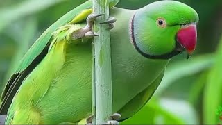 natural parrots sounds video compilation ??