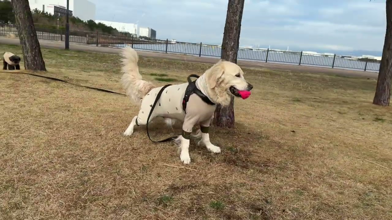 2026.2.26 ドッグラン動画