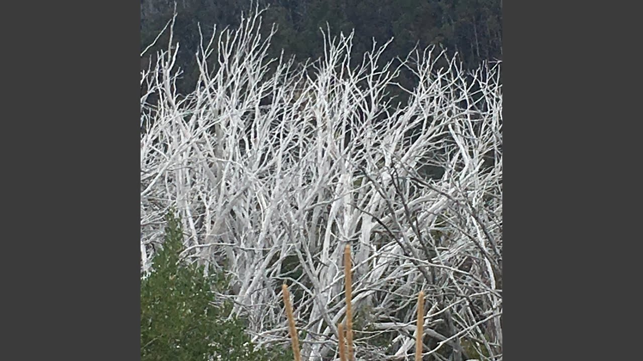 Guarda Talking su YouTube Guarda Talking su YouTube