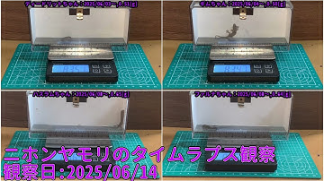 【Memorandum】 2025年06月14日 RPi-Cam-Web-Interfaceを用いたニホンヤモリのTimelapse観察