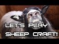 Lets play sheep craft