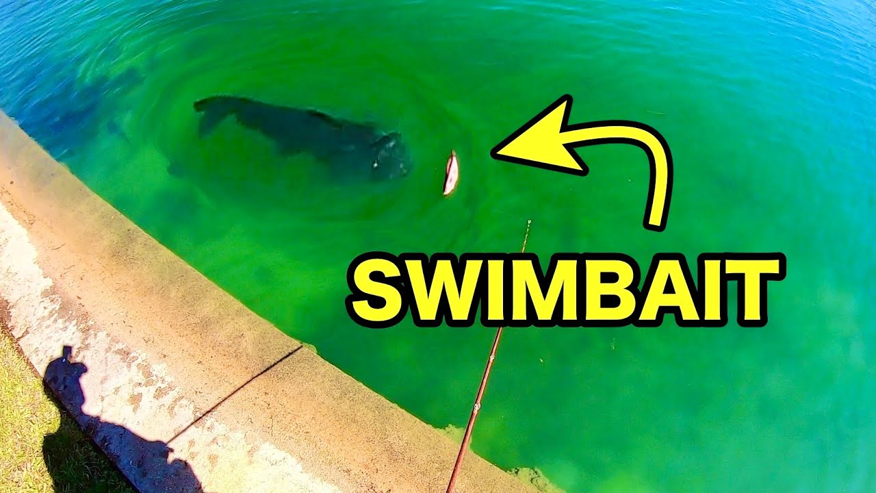 HUGE SWIMBAIT catches CLEAR WATER POND MONSTERS!