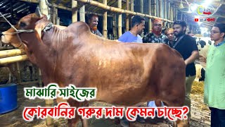 আবুল বেপারীর কোরবানির গরু দাম কত? গাবতলী গরুর হাট ২০২৪