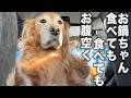 【仲良しワンニャン】お鍋が欲しすぎて暴れ狂う愛犬が愛おしいw