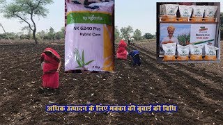 Maize Sowing, Adhik Utpadan ke Liye Makka ki Buvai Vidhi,