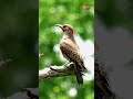 What is This Northern Flicker Looking at Inside the Tree?