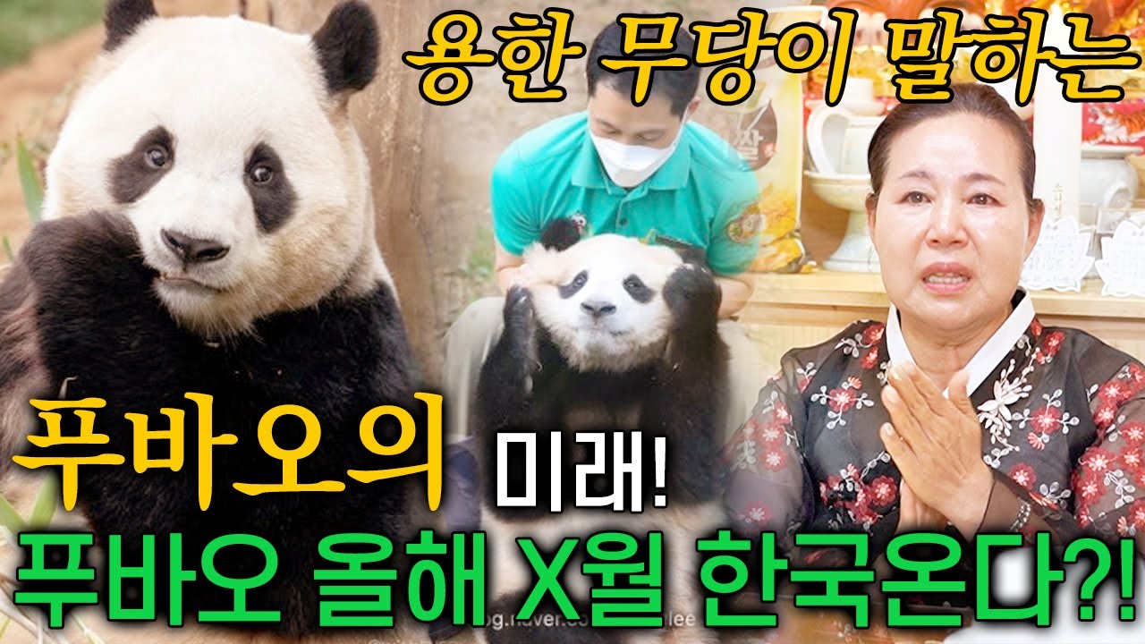 용한 무당이 말하는 푸바오의 미래! 사랑스러운 우리 푸공주 x월 안으로 한국으로 돌아온다?! 😆