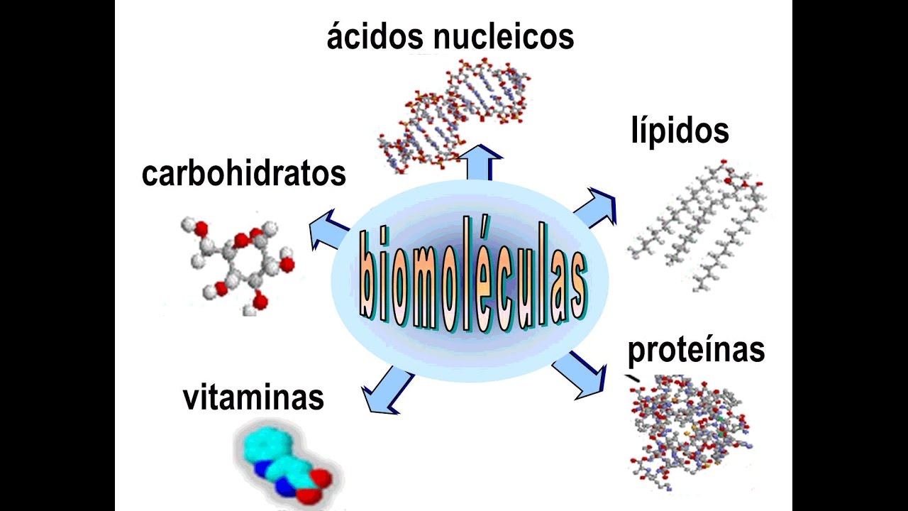 Resultado de imagen para que es la bioquimica