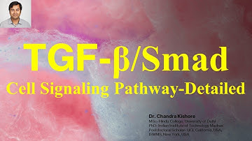 TGF-β/Smad Signaling Pathway- Detailed Explanation