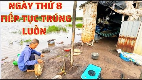 TẬP.139.tiếp tục trúng luồn bầy lóc cặp rừng tràm/cá lóc nước chui gói bánh tráng