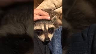 Raccoon purring