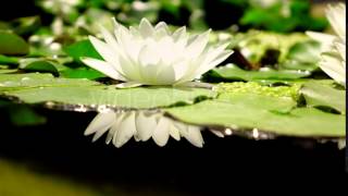 White Lotus Flower Blooming in the Morning Sunshine