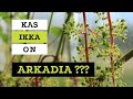 Kas see viinapuu on ikka arkadia  roheline maja