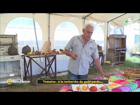 Vidéo: Les Généticiens Ont Créé Des Tomates Peu Périssables - Vue Alternative