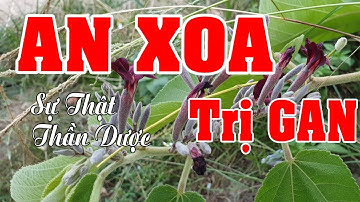 Cây An Xoa - Sự Thật Thần Dược Trị Gan Được Hé Lộ Người dùng lên tiếng