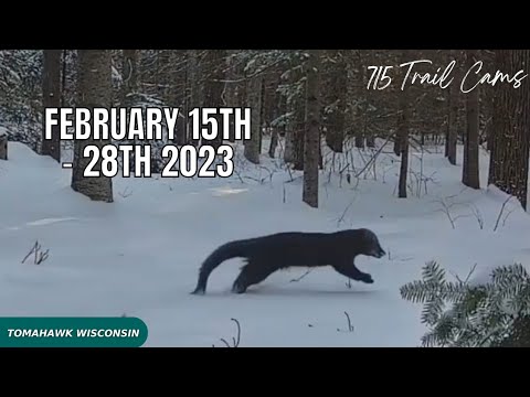 February 15th - 28th 2023 Tomahawk Wisconsin Trail Camera Highlights