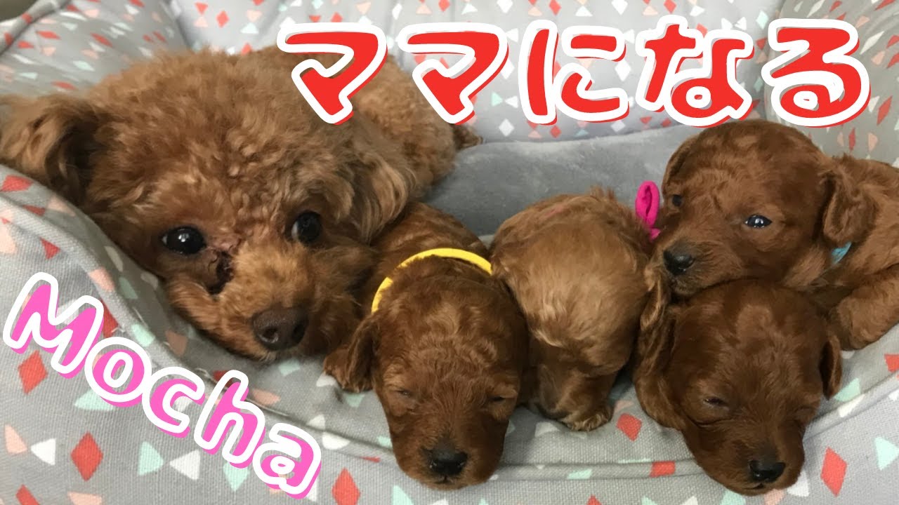 【モカ、ママになる】トイプードルが帝王切開で４匹の赤ちゃん産みました！