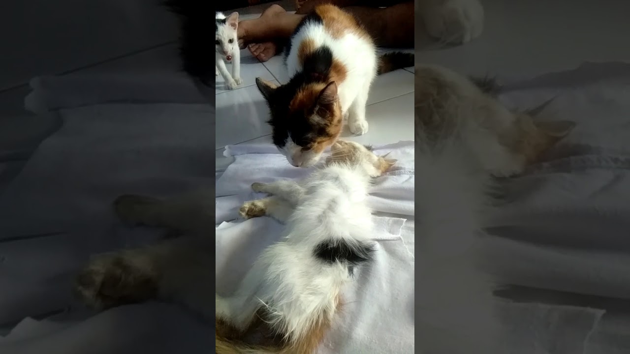 Kucing Kena Sawan Babi Youtube