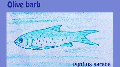 olive barb fish | সরপুঁটি | original audio tutorials #satisfying #creativeart #drawingforbeginners