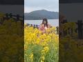 Among canola blooms, where I find joy💛🌼
