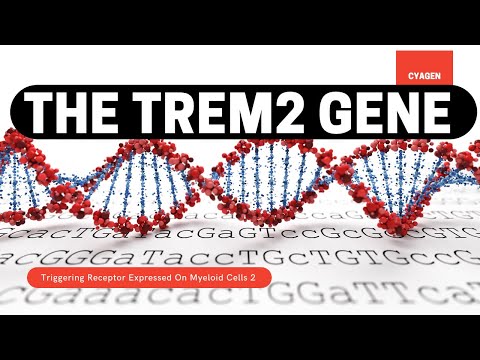 TREM2 (Triggering Receptor Expressed On Myeloid Cells-2) - Alzheimer's Disease