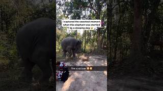 Elephant scared of Dog 🤣😅 #elephant #animals #funnyanimals #animalshorts #viralshorts