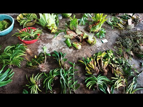 Bee Hai Wild Orchids 9/28/26. Contact 0942807510. Inviting everyone to watch, free shipping natio...