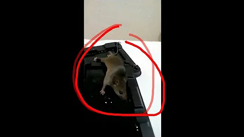 ¿Cuál es la forma más rápida de atrapar un ratón?
