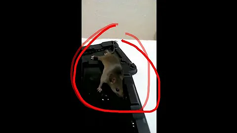 ¿Cómo se encuentra una rata escondida?