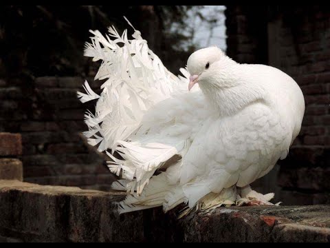 Pigeon Perspective