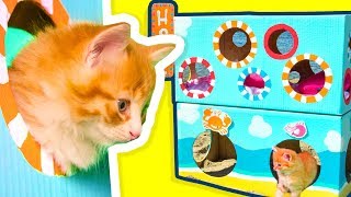 Diy Cat Hotel With Cute Kittens Cat Toilet Cardboard Crafts On Box Yourself
