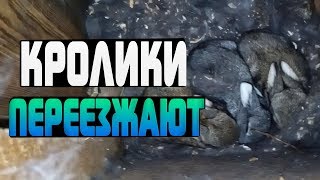 КРОЛИКИ ПЕРЕЕХАЛИ НА НОВОЕ МЕСТО ЖИТЕЛЬСТВА КРОЛИКИ ПЕРЕЕХАЛИ НА НОВОЕ МЕСТО ЖИТЕЛЬСТВА