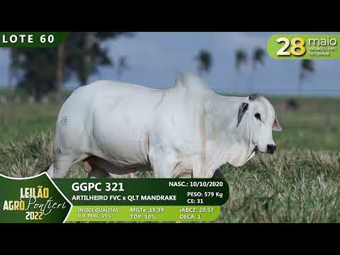 LOTE 60   GGPC 321