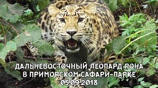 ДАЛЬНЕВОСТОЧНЫЙ ЛЕОПАРД РОНА В ПРИМОРСКОМ САФАРИ-ПАРКЕ 05.09.2018 ДАЛЬНЕВОСТОЧНЫЙ ЛЕОПАРД РОНА В ПРИМОРСКОМ САФАРИ-ПАРКЕ 05.09.2018