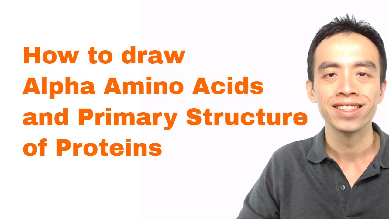 Amino Acids and Proteins: How to draw Alpha Amino Acids and Primary Structure of Proteins