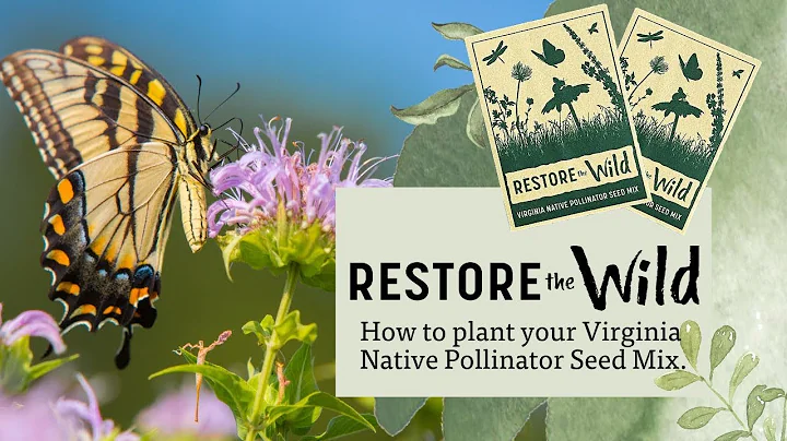 How to Plant DWR's Native Pollinator Seeds: Boost Your Backyard Wildlife!
