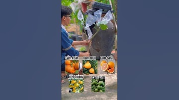 Ghép 5 loại cam vào gốc bưởi #shortvideo #shorts
