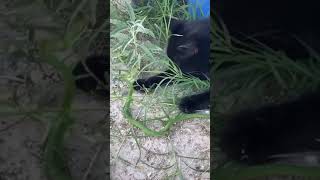 Snake vs cat #Shorts