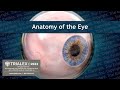 Anatomy of the eye  medical animation