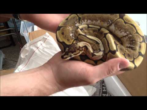 Ball Python Unboxing
