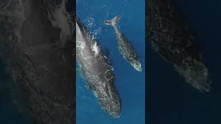 Mama Whale Raising Her Young Calf shorts whale whales