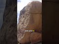wild koala encounter on magnetic island 2017 #shorts #koala