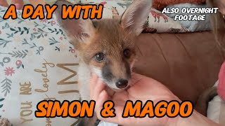 A day in the life..... #fox #wildlife #cuteanimals #cute #viral #fyp #vlog #mylife #nightlife