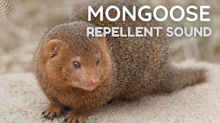 Mongoose Repellent Sound by Nature Voice Channel 264 views 3 months ago 15 minutes