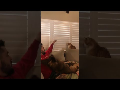 Video: Pet Cat Angriper Familie Og Tvinger Dem Til å Ringe 911