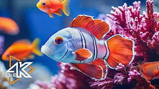 4K Underwater Wonders  Tropical Fish, Coral Reef, Jellyfish Aquarium  Stress And Anxiety Relief
