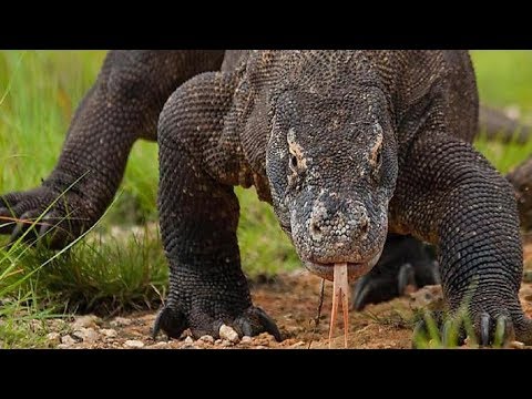 Video: Huge Animals From Antiquity Are Still Alive Today! - Alternative View