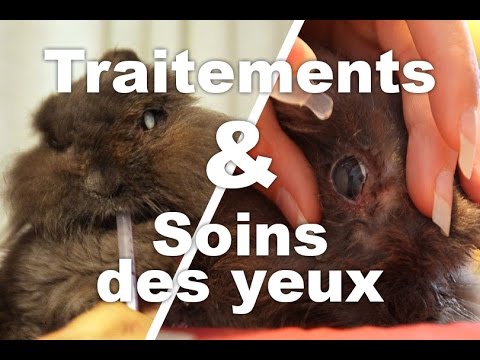 Vidéo: Inflammation Des Yeux Chez Les Lapins