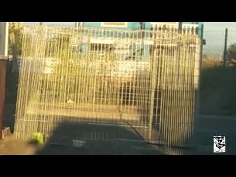 RESCATE REINA|| ResCat & Dog