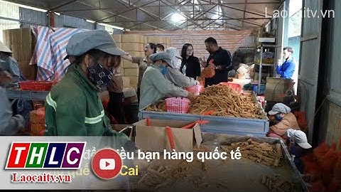 Lào Cai rộng mở con đường xuất khẩu nông sản | THLC